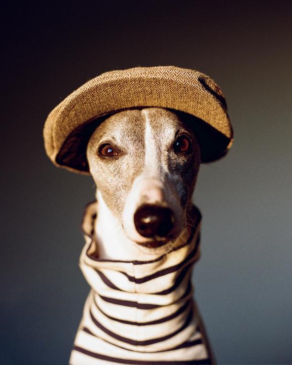 Bowie the Whippet - Zenza Bronica Kodak Gold 200