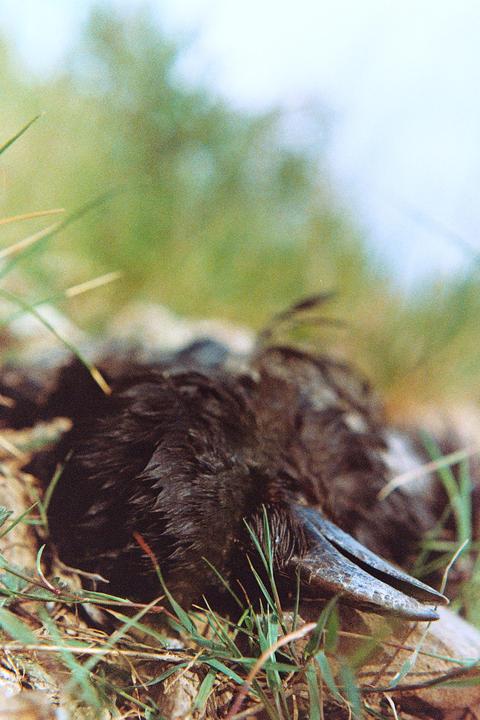 Life and Death - Pentax K2, 50mm f1.2, Portra 800