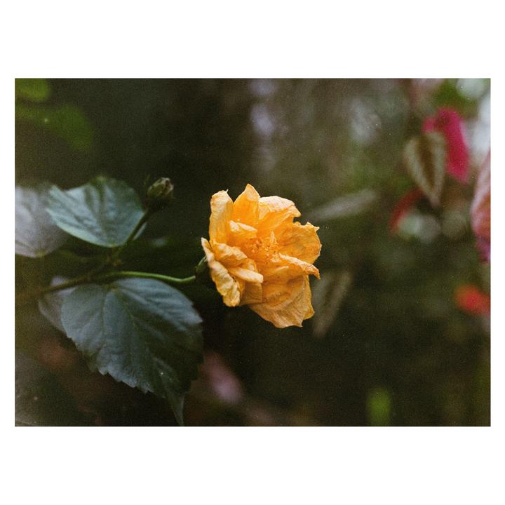 First time shooting Medium Format [Bronica ETR | 110mm Macro | Expired Kodak PMZ1000]