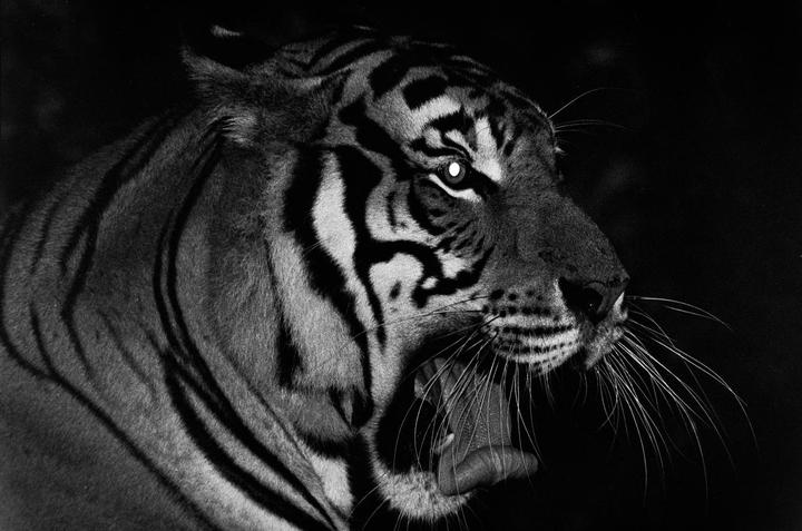 A tiger with its mouth open is captured in a close-up, black and white portrait.