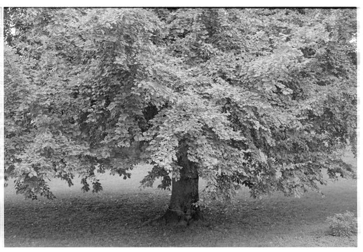Agfa APX 400 @ 800