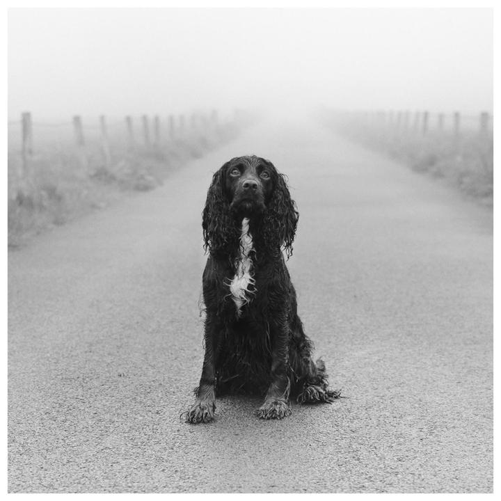 Dog in fog