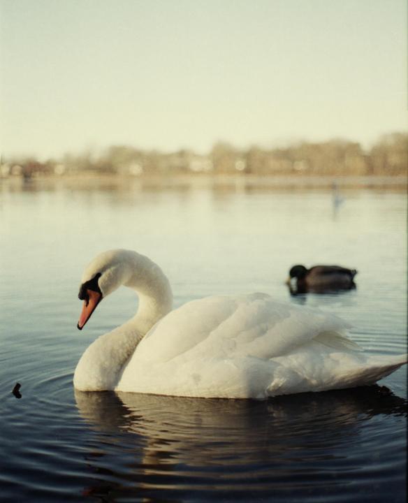 Swan fujifilm 200 nikon f3
