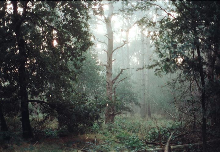 In the woods (Nikon FE, 35-70mm, various films)