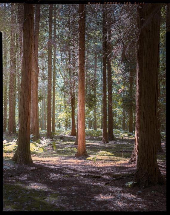 Sunlight illuminates the trunks of tall trees and ferns on the forest floor.