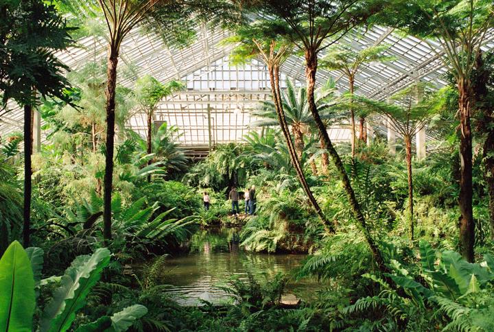 Garden Under Glass (Garfield Park Conservatory) Nikon F2, Nikkor 35mm f2.8, Portra 800.