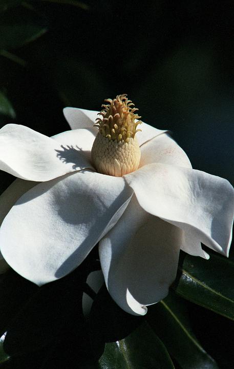 Magnolia as Fujifilm sees it :: Minolta A-9, Minolta Beercan AF, Fujifilm Superia 400 X-tra