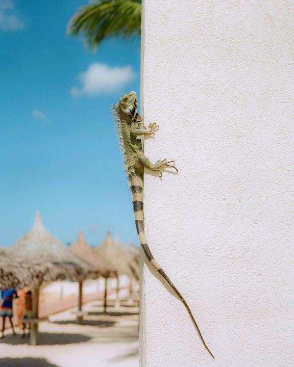 Aruba (GA645/Cinestill 400)