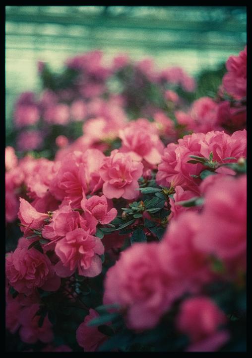 Kodak Portra 400 with Olympus Pen FV/38mm f1.8