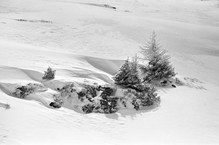Several evergreen trees are visible in a snow-covered landscape.
