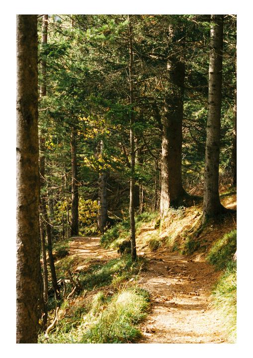 A narrow dirt path winds through a sunlit forest with tall trees and green undergrowth.