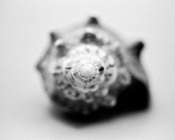 A close-up, top-down view of a seashell shows its spiral pattern.