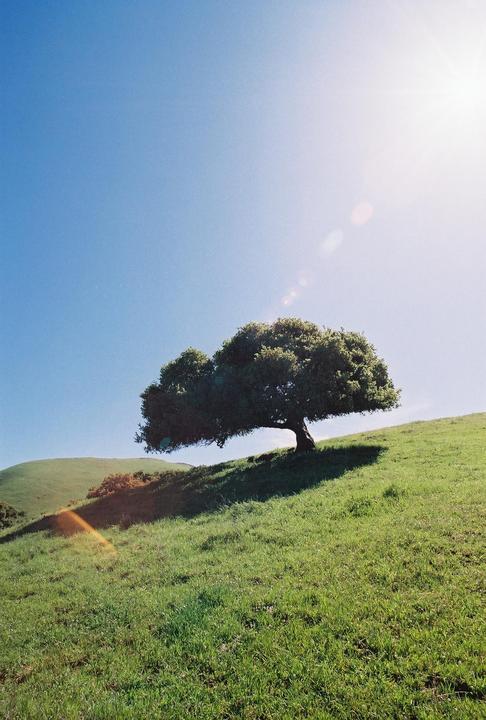 Enjoyable Tree Photo. - Nikon F, 20mm f/2.8 Ai-S, Kodak Pro Image 100