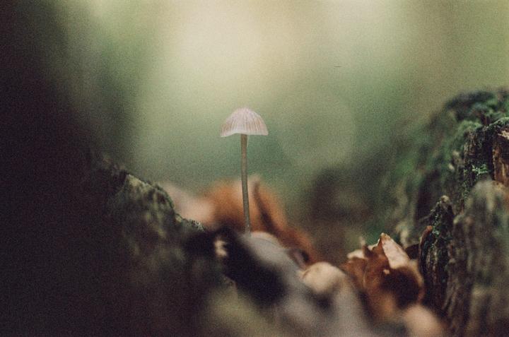 Autumn - Olympus OM2, 50mm f/3.5, Kiro 400