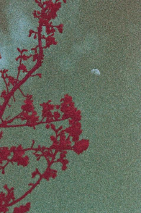 Cherry blossoms and the moon (Lomochrome Purple, 75-200mm/ f4.5, Canon F1)