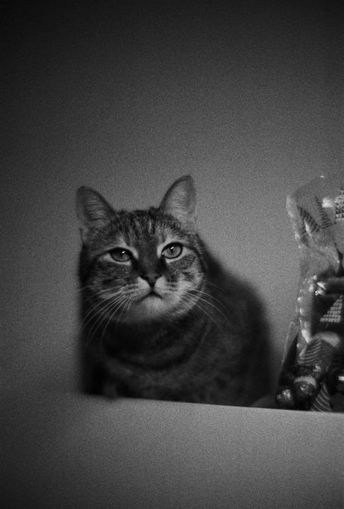Leica M6 | 7Artisans 50mm f1.1 | Delta 3200