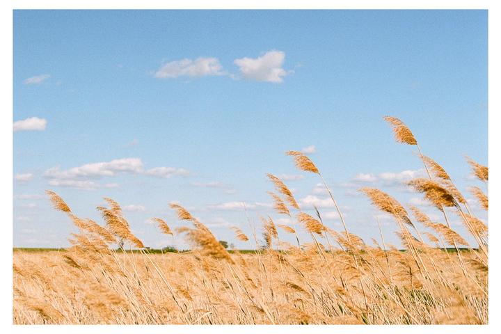 Fields of Reverie [Nikon F100, Portra]
