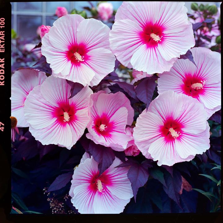 Flowers | Ektar 100 & TDA color 100 | 501cm & Nikkormat