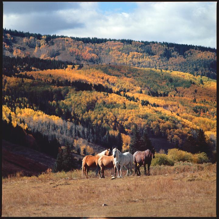 Crested Butte, Colorado [Hasselblad 500CM - Kodak Ektar 100 - Zeiss Planar 80/2.8, 50/4, and 250/5.6]