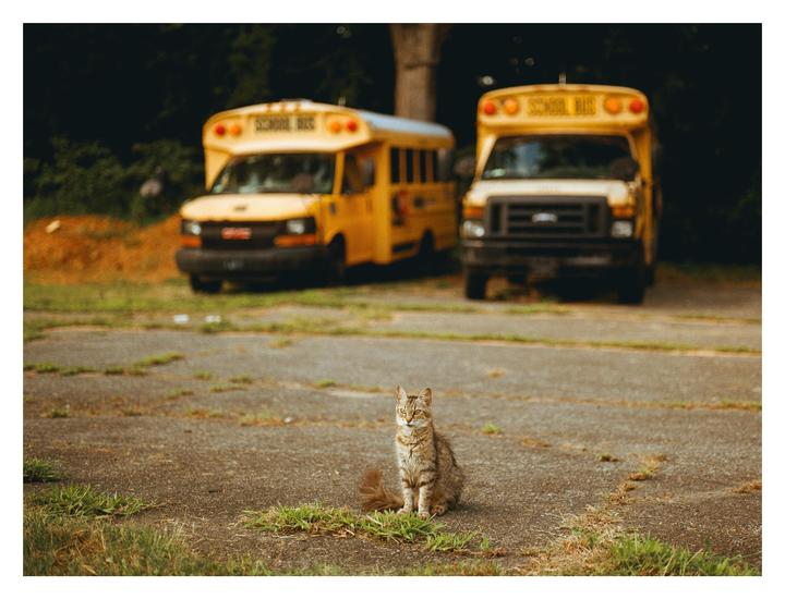 Found a few new friends on a shoot | Pentax 645, 75mm, Gold200 |