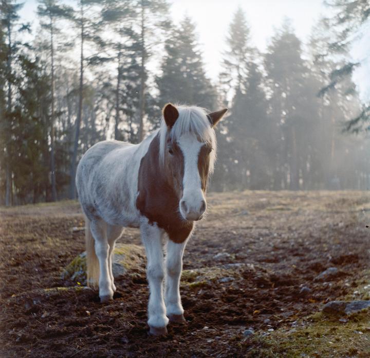 Horse in morning mist [Seagull 4BI, Haiou 75mm 1:3.5, Kodak Gold 200]