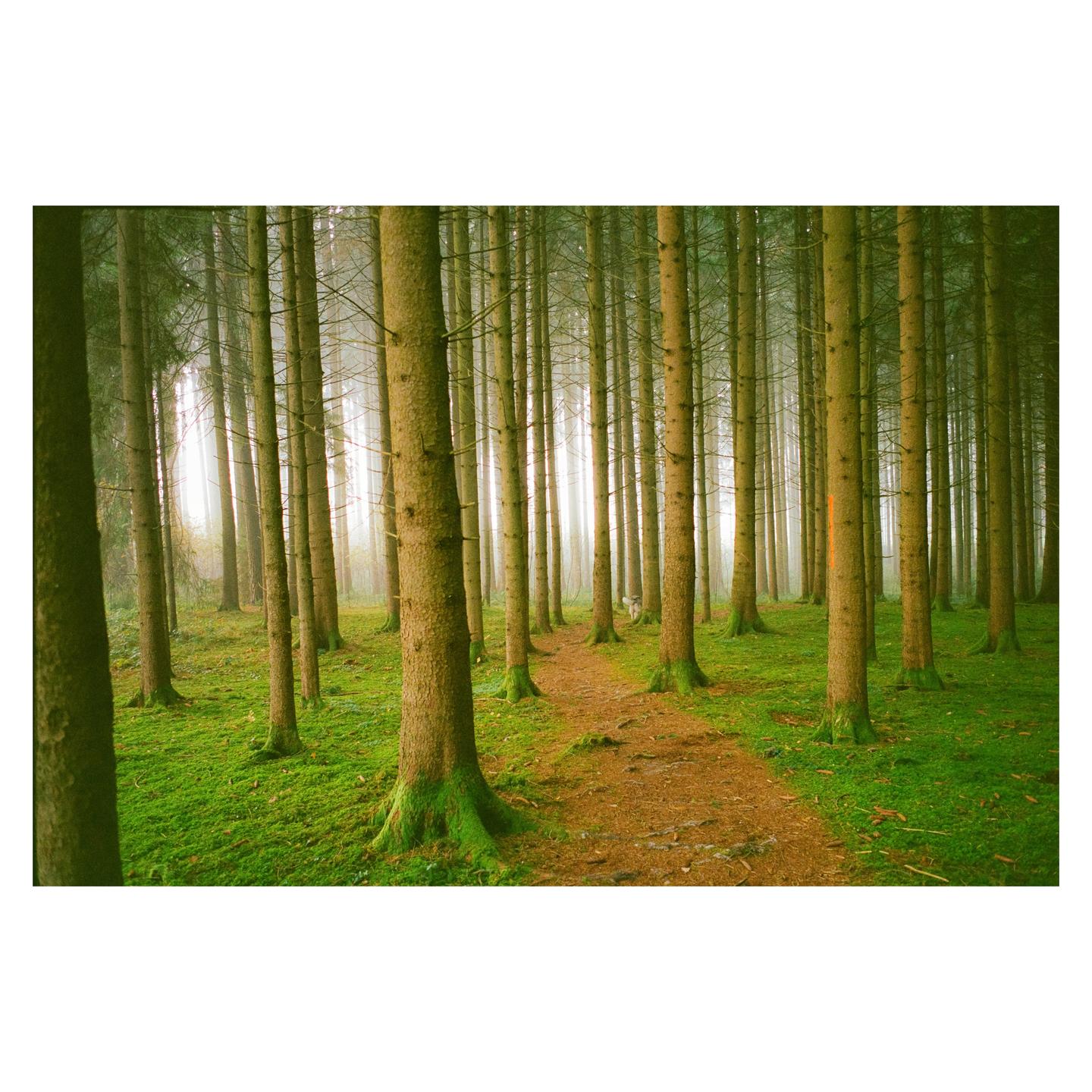 image 36130 by analoguevibez