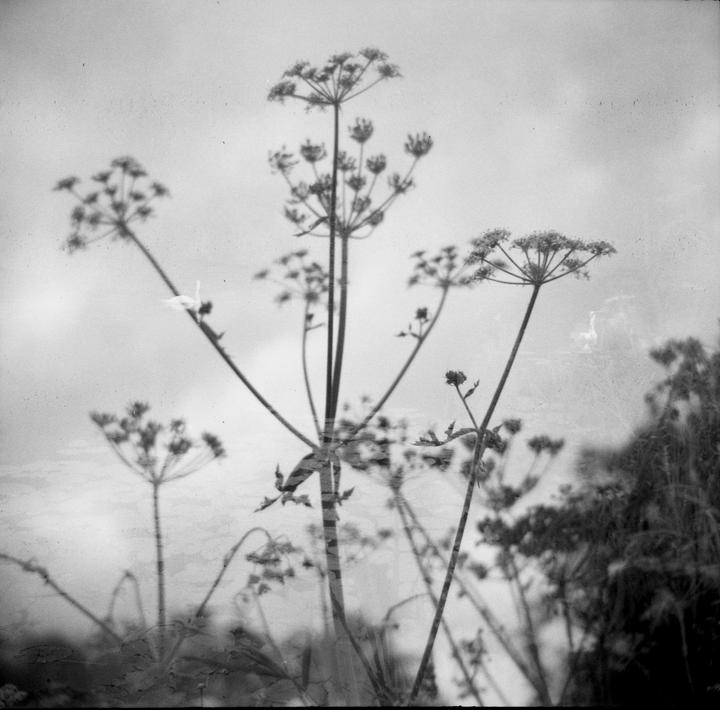 Incidental Double Exposure ( Kentmere 100 )
