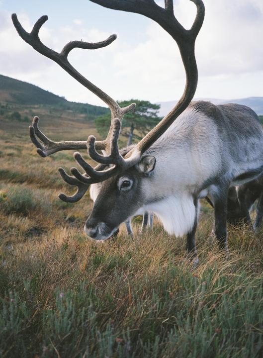 Scottish reindeer | GA645Zi | Expired fujicolor pro 160s