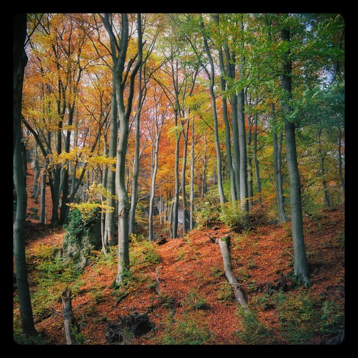 A forest with tall trees and a ground covered in autumn leaves is captured in this landscape shot.