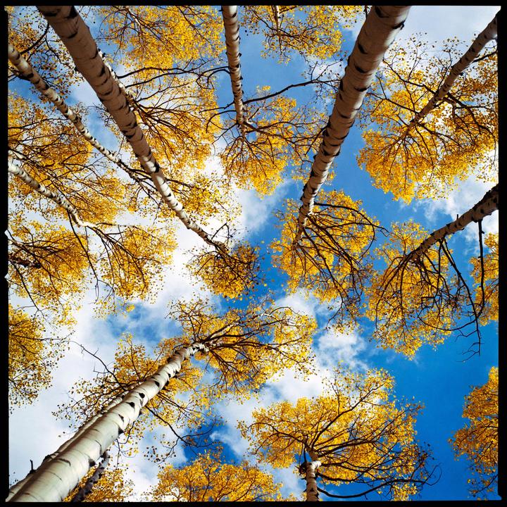 Aspen's in Aspen [Hasselblad 500CM, 80mm f/2.8, Kodak Gold 200]