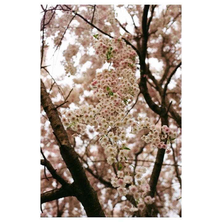 A tree branch covered in light pink blossoms hangs down against a bright sky.