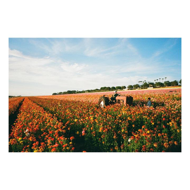 The Flower Fields | Leica MP, 28/2.8, 50/2, Lomo & Fuji 400