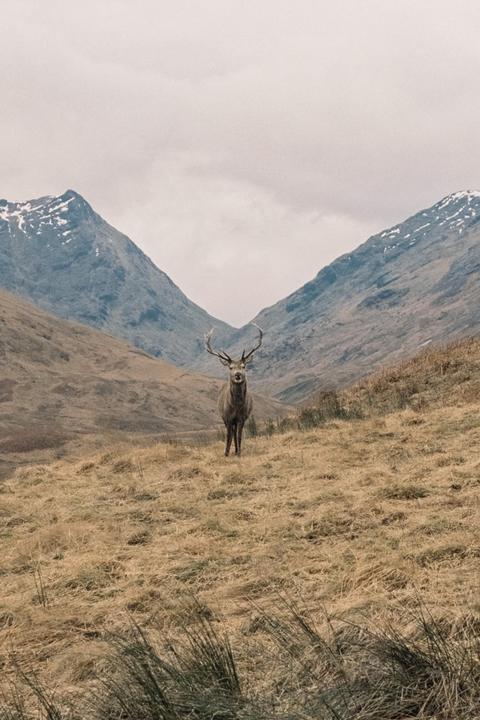 rutting season, scottish highlands, nikon fm2n | portra 400