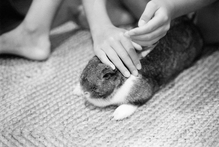 A child's hands gently pet a rabbit on a woven rug.