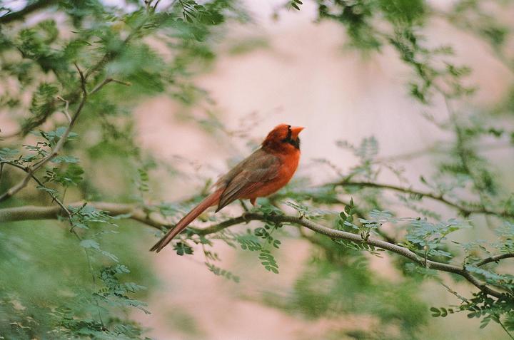 I suck at focussing at F2, but damn... | Nikon F3 | Cinestill 800T | 135mm F2