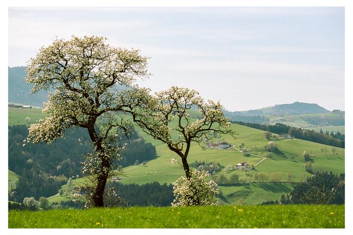 Early April on Portra 400. Which one do you like most, 1, 2, or 3? [Nikon F100]