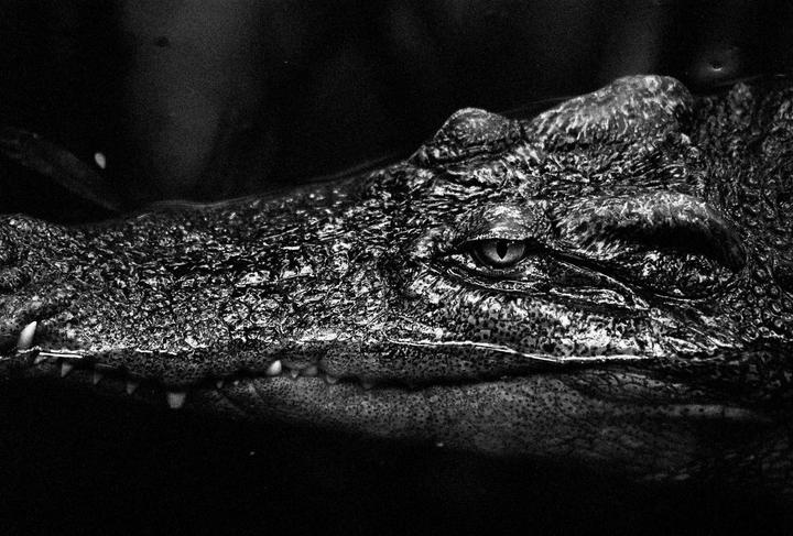 A close-up, black and white portrait shows the textured skin, eye, and teeth of an alligator.