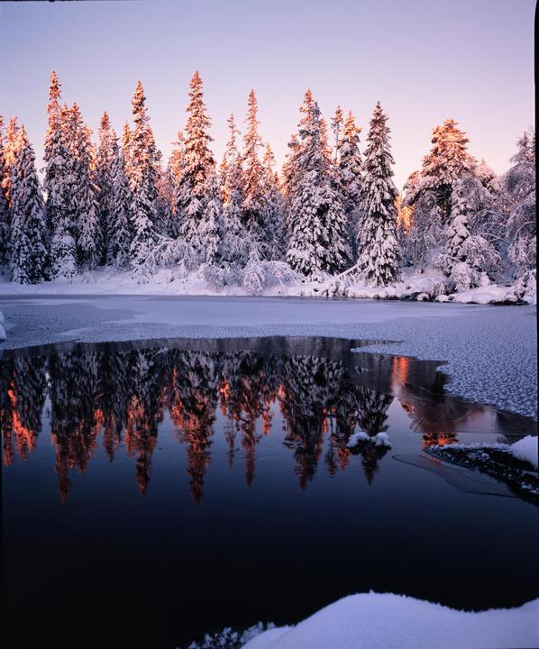 Snow-covered pine trees are reflected in a partially frozen lake at sunrise.