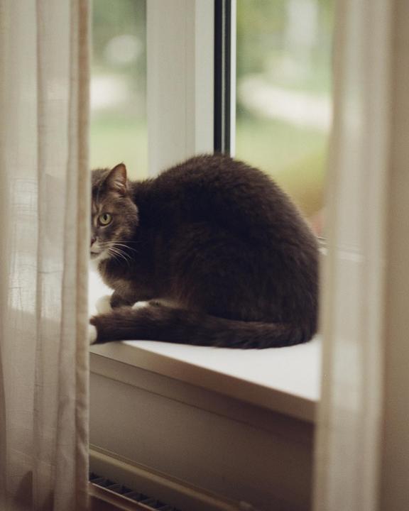 A cat sits on a windowsill, partially hidden by a curtain.
