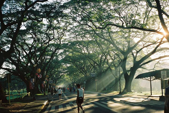 Canopy [Olympus Trip 35 with Kodak Portra 800, no post-processing]