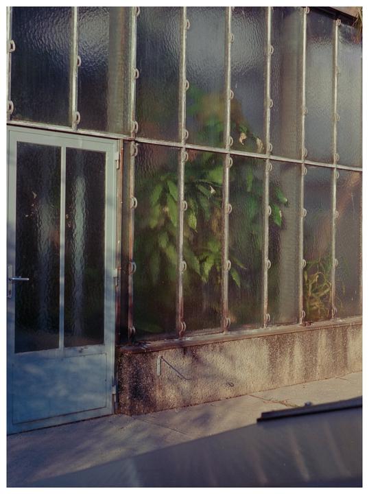botanical gardens (Kodak Retina IIIc 50mm f/2/ Bronica EC-TL 75mm f/2.8| Vision3 250D & Portra 160)