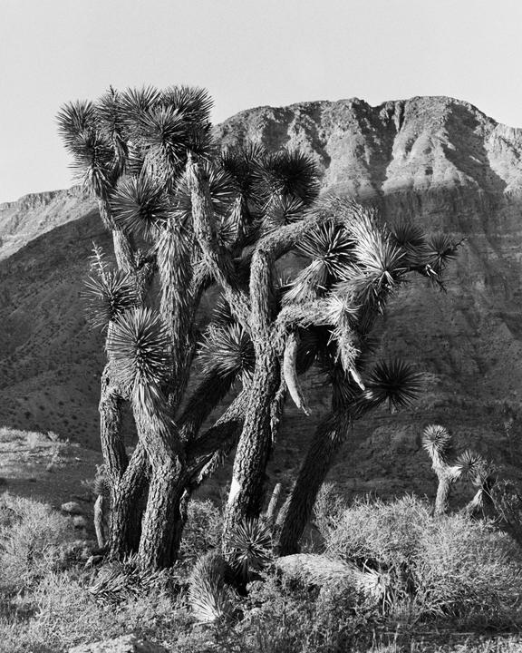 A cluster of Joshua trees stands in a desert landscape with a mountain in the background.