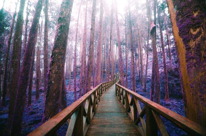 Lomochrome Purple, Olympus Pen D3, Zuiko f1.7/32mm
