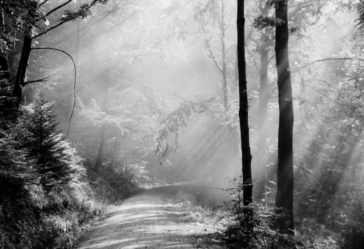 Morning forest / Sears KSX / 50mm f2 / Foma 100