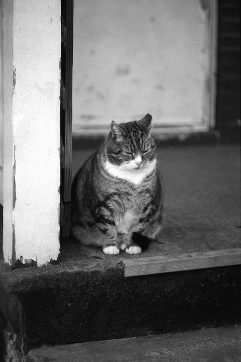 Mr. Sullivan [Zeiss Ikon ZM | Nikkor P.C 8.5cm f/2 | Cinestill BwXX]