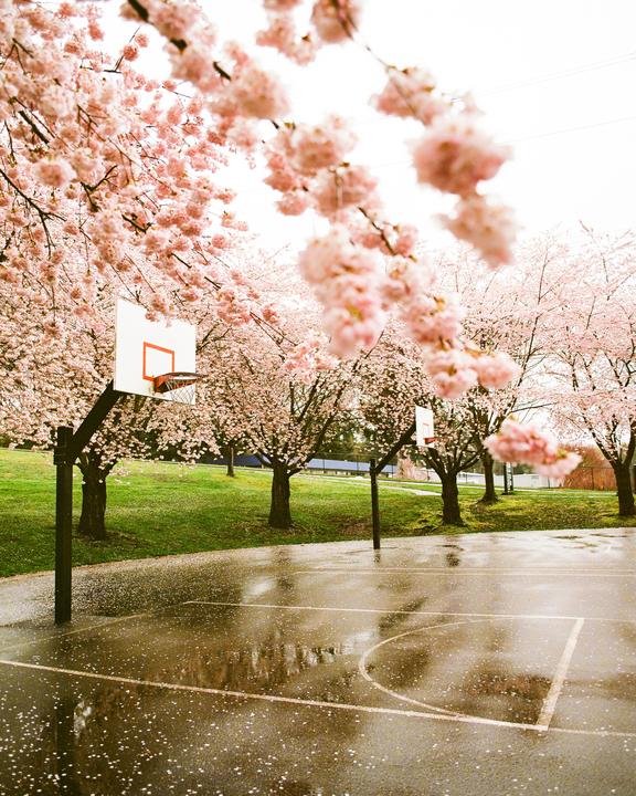 Tacoma Sakura (Pentax 67, 45/4, Ektar 100+1)