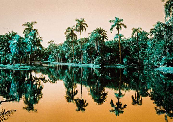 Fairchild Botanic Garden | Lomochrome Turquoise | Minolta XG-1 | MC Rokkor PF 50 mm 1.7