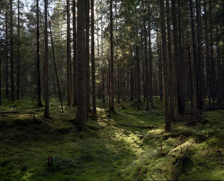 Mystical forest [Mamiya RZ67 Gold 200]