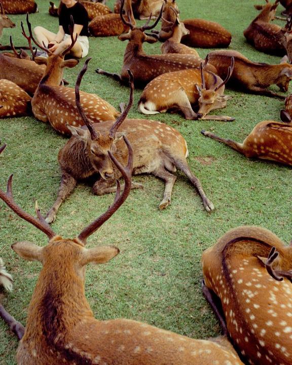 Nara — (Leica MP, 35mm Summicron and Kodak 500T)