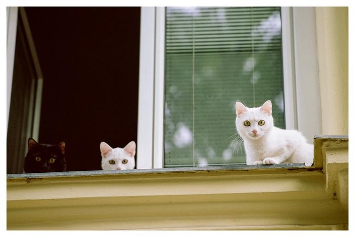 Three very territorial cats watched a busy street, ensuring every dog knew they were not welcome—until the police showed up. [Nikon F100, Portra 160]